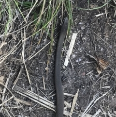 Drysdalia coronoides (White-lipped Snake) at Cotter River, ACT - 27 Oct 2021 by BrianH