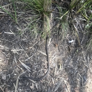 Drysdalia coronoides at Cotter River, ACT - 27 Oct 2021