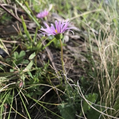 Brachyscome spathulata (Coarse Daisy, Spoon-leaved Daisy) at Mount Clear, ACT - 1 Nov 2021 by BrianH