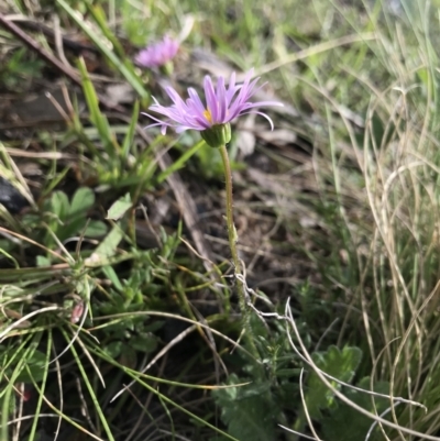 Brachyscome spathulata (Coarse Daisy, Spoon-leaved Daisy) at Mount Clear, ACT - 31 Oct 2021 by BrianH