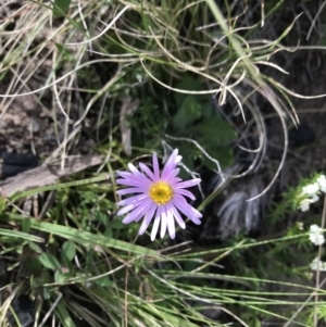 Brachyscome spathulata at Mount Clear, ACT - 1 Nov 2021