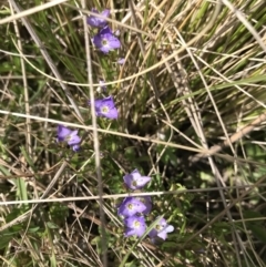 Veronica anagallis-aquatica (Blue Water Speedwell) at Namadgi National Park - 1 Nov 2021 by BrianH