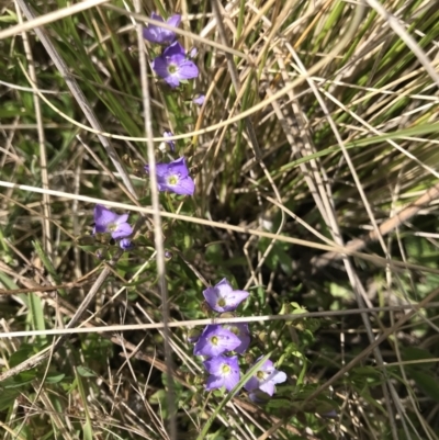 Veronica anagallis-aquatica (Blue Water Speedwell) at Namadgi National Park - 1 Nov 2021 by BrianH