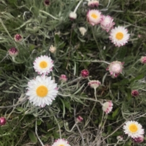 Leucochrysum albicans subsp. tricolor at Mount Clear, ACT - 1 Nov 2021