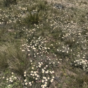 Leucochrysum albicans subsp. tricolor at Mount Clear, ACT - 1 Nov 2021