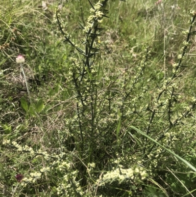 Discaria pubescens (Australian Anchor Plant) at Mount Clear, ACT - 1 Nov 2021 by BrianH