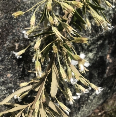 Olearia erubescens (Silky Daisybush) at Mount Clear, ACT - 1 Nov 2021 by BrianH