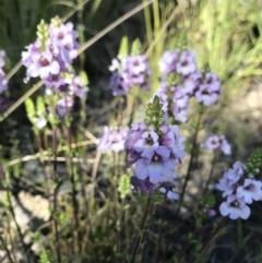 Euphrasia collina (Purple Eye-bright) at Tennent, ACT - 1 Nov 2021 by BrianH