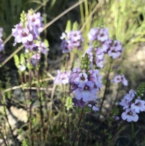 Euphrasia collina at Tennent, ACT - 2 Nov 2021