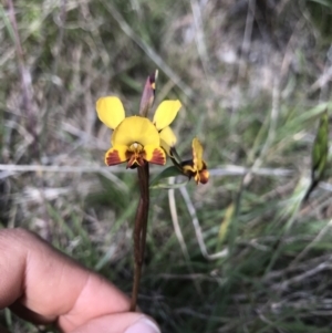 Diuris semilunulata at Tennent, ACT - suppressed