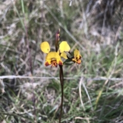 Diuris semilunulata at Tennent, ACT - suppressed