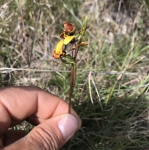 Diuris semilunulata at Tennent, ACT - suppressed