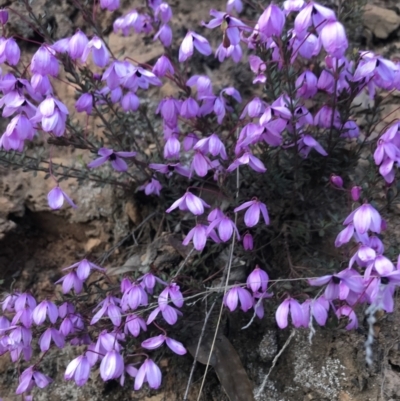 Tetratheca bauerifolia (Heath Pink-bells) at Cotter River, ACT - 2 Nov 2021 by BrianH