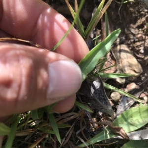 Microseris lanceolata at Cotter River, ACT - 2 Nov 2021 09:29 AM