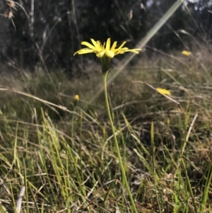 Microseris lanceolata at Cotter River, ACT - 2 Nov 2021 09:29 AM