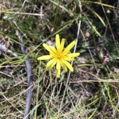 Microseris lanceolata at Cotter River, ACT - 2 Nov 2021 09:29 AM