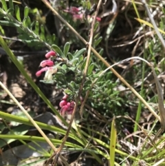 Grevillea lanigera (Woolly Grevillea) at Cotter River, ACT - 2 Nov 2021 by BrianH