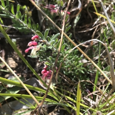 Grevillea lanigera (Woolly Grevillea) at Cotter River, ACT - 2 Nov 2021 by BrianH