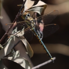 Hemicordulia tau (Tau Emerald) at Cook, ACT - 30 Oct 2021 by Tammy