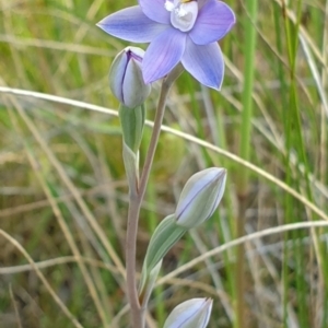 Thelymitra peniculata at Cook, ACT - 2 Nov 2021