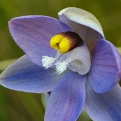 Thelymitra peniculata at Cook, ACT - 2 Nov 2021