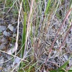 Thelymitra peniculata at Cook, ACT - 2 Nov 2021