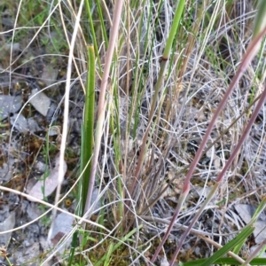 Thelymitra peniculata at Cook, ACT - 2 Nov 2021