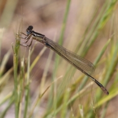 Ischnura heterosticta (Common Bluetail Damselfly) at Fyshwick, ACT - 2 Nov 2021 by RodDeb