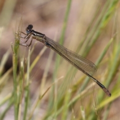 Ischnura heterosticta at Fyshwick, ACT - 2 Nov 2021 02:02 PM