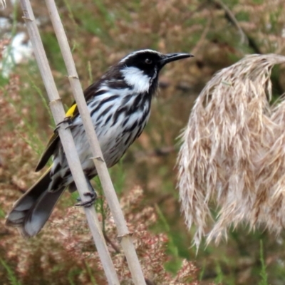 Phylidonyris niger X novaehollandiae (Hybrid) (White-cheeked X New Holland Honeyeater (Hybrid)) at Fyshwick, ACT - 2 Nov 2021 by RodDeb