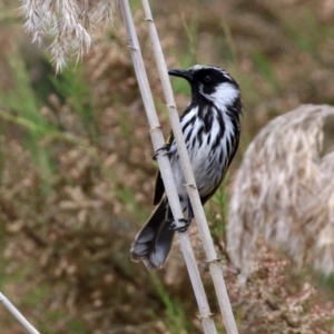 Phylidonyris niger X novaehollandiae (Hybrid) at Fyshwick, ACT - 2 Nov 2021 02:05 PM