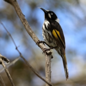 Phylidonyris niger X novaehollandiae (Hybrid) at Fyshwick, ACT - 2 Nov 2021 02:05 PM