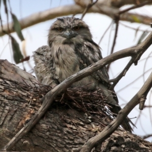 Podargus strigoides at Fyshwick, ACT - 2 Nov 2021