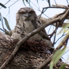 Podargus strigoides at Fyshwick, ACT - 2 Nov 2021 12:38 PM