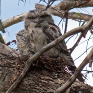 Podargus strigoides at Fyshwick, ACT - 2 Nov 2021