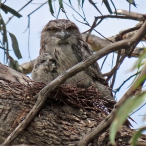 Podargus strigoides at Fyshwick, ACT - 2 Nov 2021