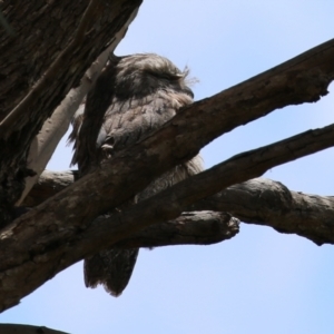 Podargus strigoides at Fyshwick, ACT - 2 Nov 2021