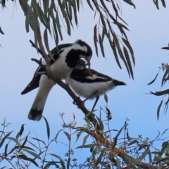 Grallina cyanoleuca (Magpie-lark) at Macarthur, ACT - 2 Nov 2021 by RodDeb