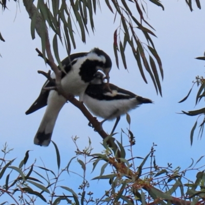 Grallina cyanoleuca (Magpie-lark) at Macarthur, ACT - 2 Nov 2021 by RodDeb