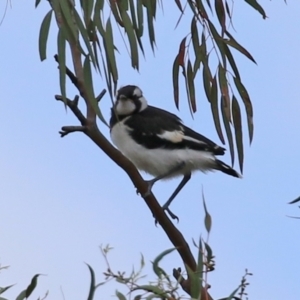 Grallina cyanoleuca at Macarthur, ACT - 2 Nov 2021