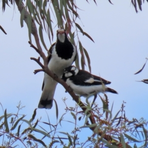 Grallina cyanoleuca at Macarthur, ACT - 2 Nov 2021