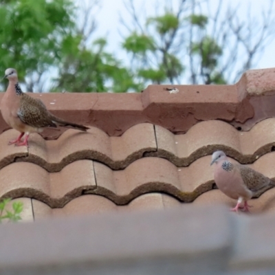 Spilopelia chinensis (Spotted Dove) at Macarthur, ACT - 2 Nov 2021 by RodDeb