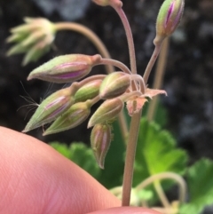 Pelargonium rodneyanum (Magenta Stork's Bill) at Bungonia, NSW - 31 Oct 2021 by NedJohnston