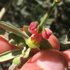 Grevillea arenaria subsp. arenaria at Bungonia, NSW - 31 Oct 2021