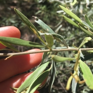 Grevillea arenaria subsp. arenaria at Bungonia, NSW - 31 Oct 2021