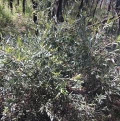 Grevillea arenaria subsp. arenaria at Bungonia, NSW - 31 Oct 2021