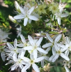 Calytrix tetragona (Common Fringe-myrtle) at Bungonia, NSW - 31 Oct 2021 by NedJohnston