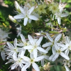 Calytrix tetragona (Common Fringe-myrtle) at Bungonia, NSW - 31 Oct 2021 by Ned_Johnston