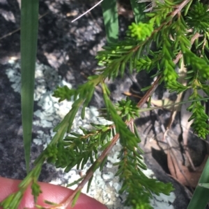 Calytrix tetragona at Bungonia, NSW - 31 Oct 2021 11:44 AM