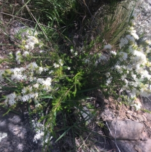 Calytrix tetragona at Bungonia, NSW - 31 Oct 2021 11:44 AM